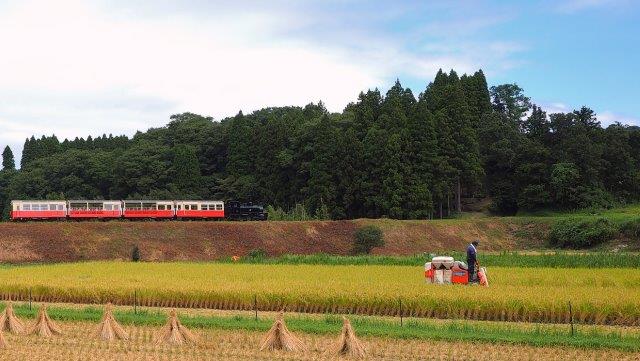 早場米収穫　千葉県市原市